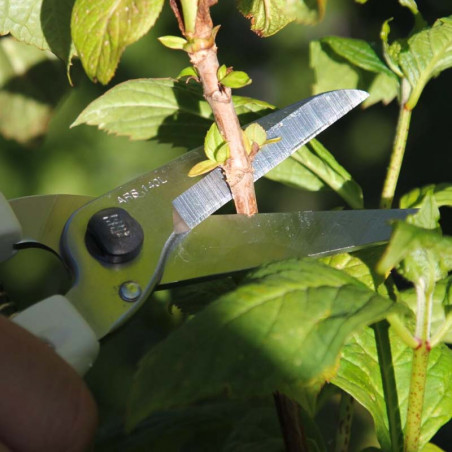 Sécateur coupe-tout ARS 20 cm