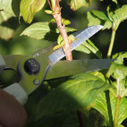 Sécateur coupe-tout ARS 20 cm