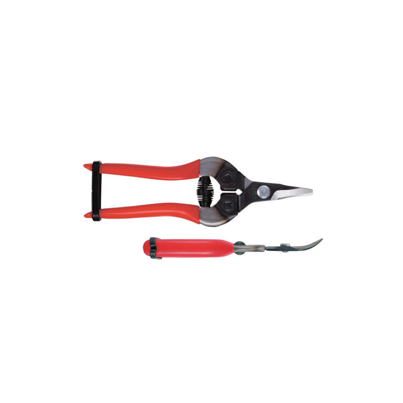 Sécateur à fruit ARS 16 cm