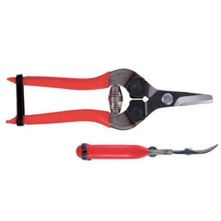 Sécateur à fruit ARS 16 cm 2