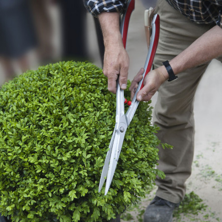 Cisaille à haies ARS