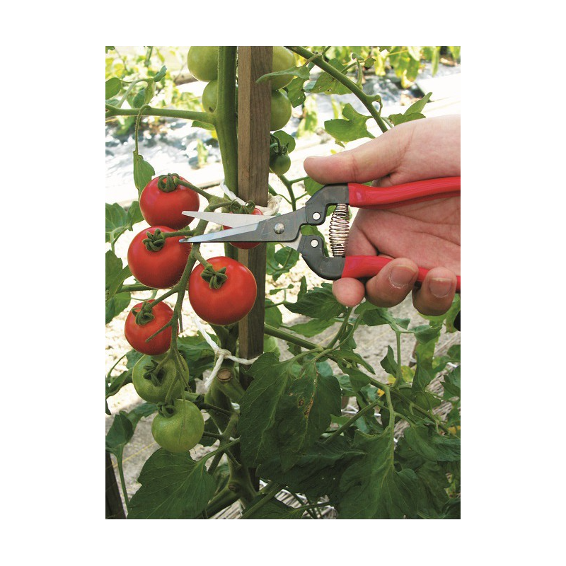Sécateur à fruit ARS 19 cm