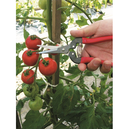 Sécateur à fruit ARS 19 cm 2