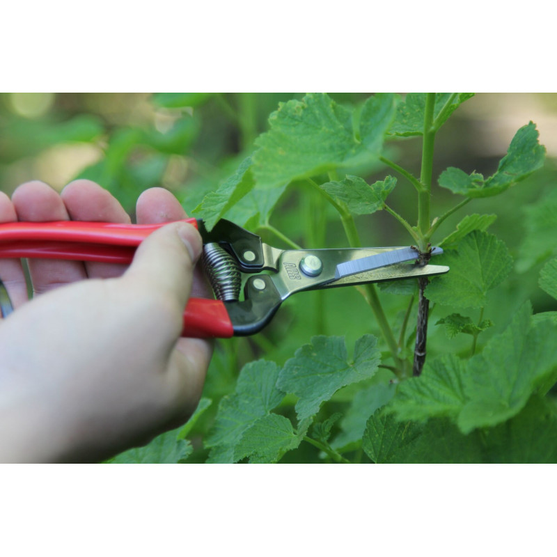 Sécateur à fruit ARS 19 cm