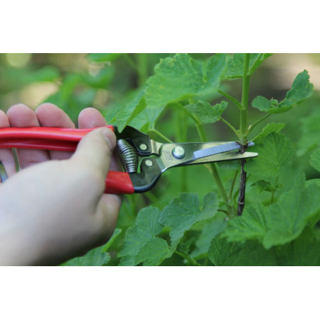 Sécateur à fruit ARS 19 cm