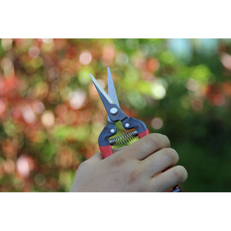 Sécateur à fruit ARS 19 cm