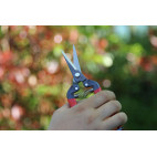 Sécateur à fruit ARS 19 cm
